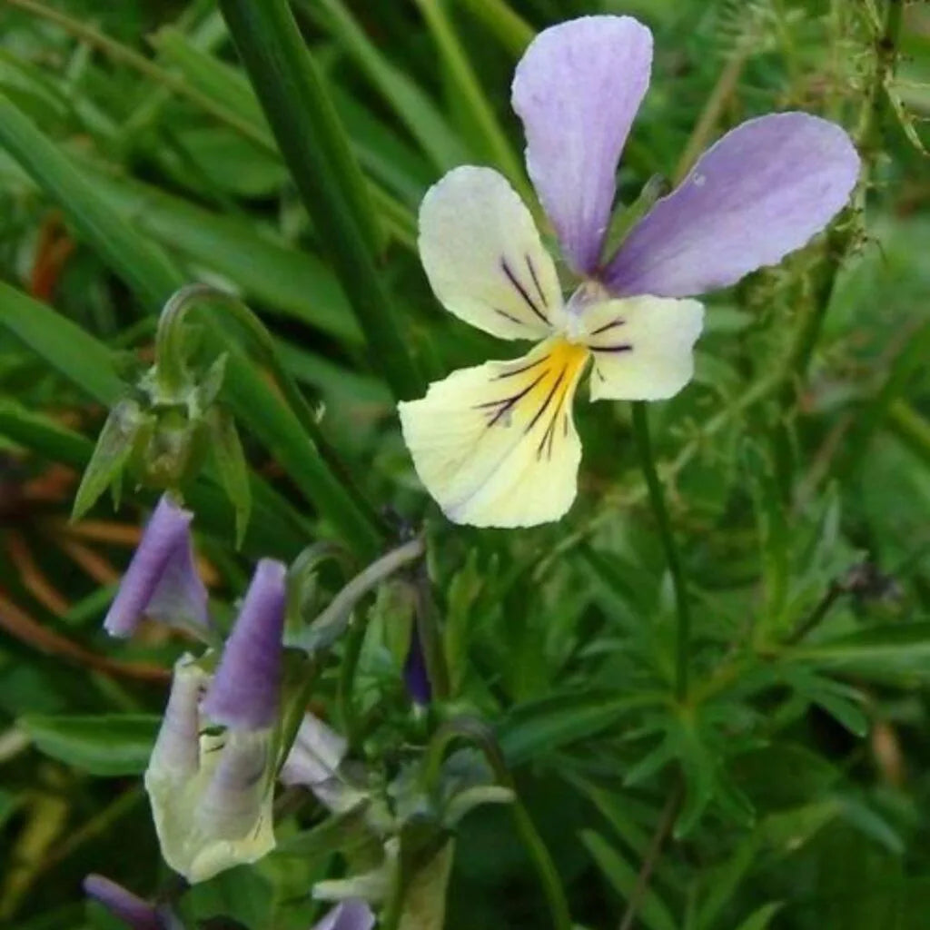 पथरी Clear Homoeopathy – Natural Kidney Stone Relief & Urinary Support (30ml)