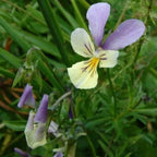 पथरी Clear Homoeopathy – Natural Kidney Stone Relief & Urinary Support (30ml)