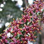 Hair सुरक्षा | Hair Gain Solution | For Hair Loss Treatmenet | Hair Regrowth Formula | 30 ml