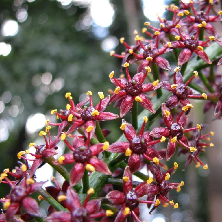 Hair सुरक्षा | Hair Gain Solution | For Hair Loss Treatmenet | Hair Regrowth Formula | 30 ml