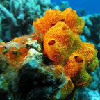 Fat कम – 30 Ml | For Obesity Homoeopathic Medicine For Weight Loss