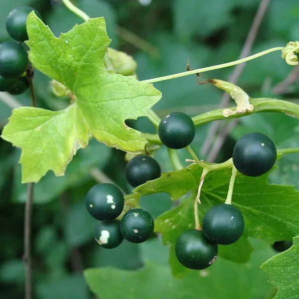 Immunity वर्धक Drops – Natural Immune Booster & Platelet Support (30ml)