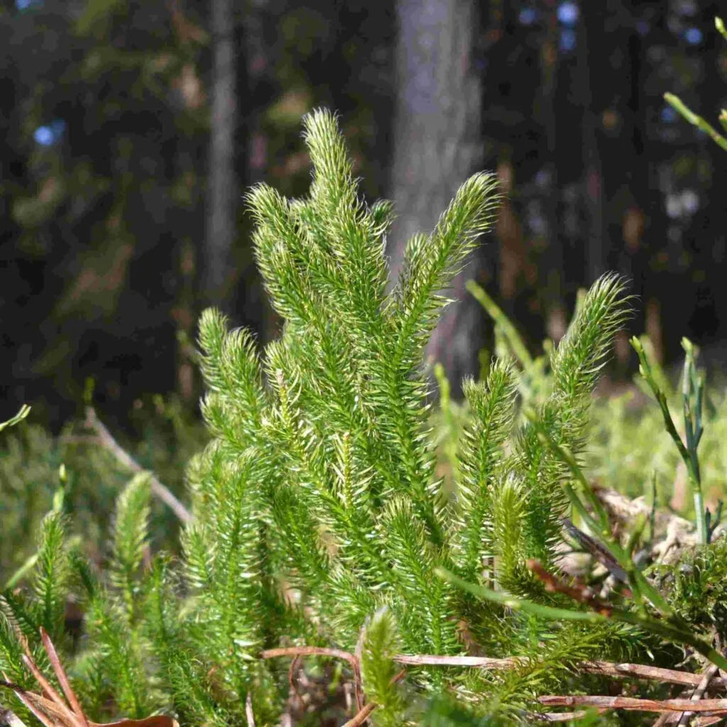 Liver सुरक्षा Drops – Healthy Liver Detox & Fatty Liver Support (30ml)