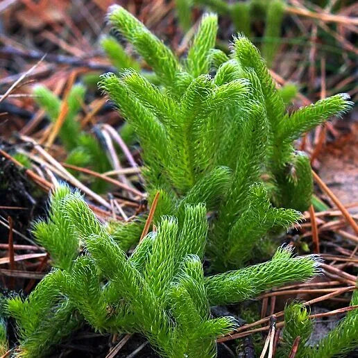 Hair सुरक्षा | Hair Gain Solution | For Hair Loss Treatmenet | Hair Regrowth Formula | 30 ml