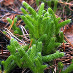 Hair सुरक्षा | Hair Gain Solution | For Hair Loss Treatmenet | Hair Regrowth Formula | 30 ml