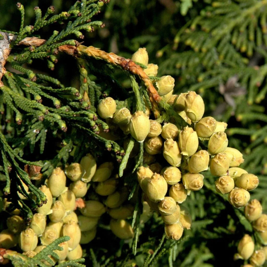 WARTS मुक्ति Internal Drops – Natural Internal Wart Removal Homeopathy (30ml)