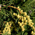 WARTS मुक्ति Internal Drops – Natural Internal Wart Removal Homeopathy (30ml)