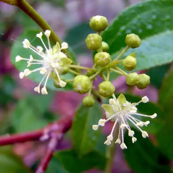 Fat कम – 30 Ml | For Obesity Homoeopathic Medicine For Weight Loss