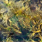 Fat कम – 30 Ml | For Obesity Homoeopathic Medicine For Weight Loss