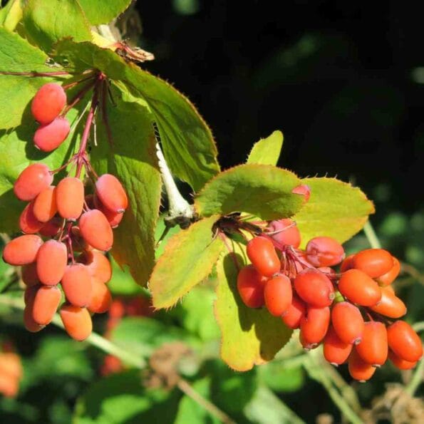 URIC ACID नियंत्रक for Healthy Urinary System | Kidney Detox | 100% Natural - Image 4